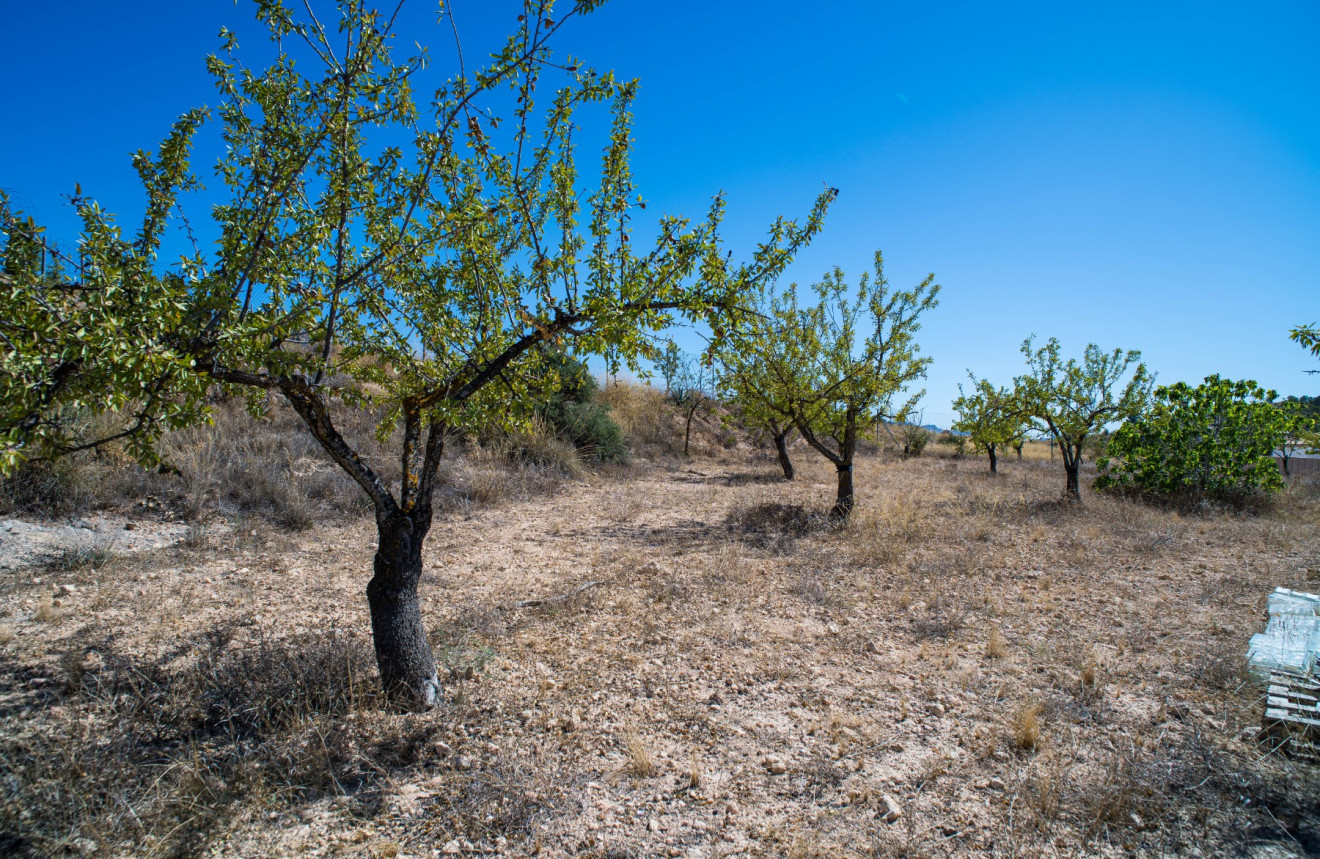 Herverkoop - Villa - Pinoso